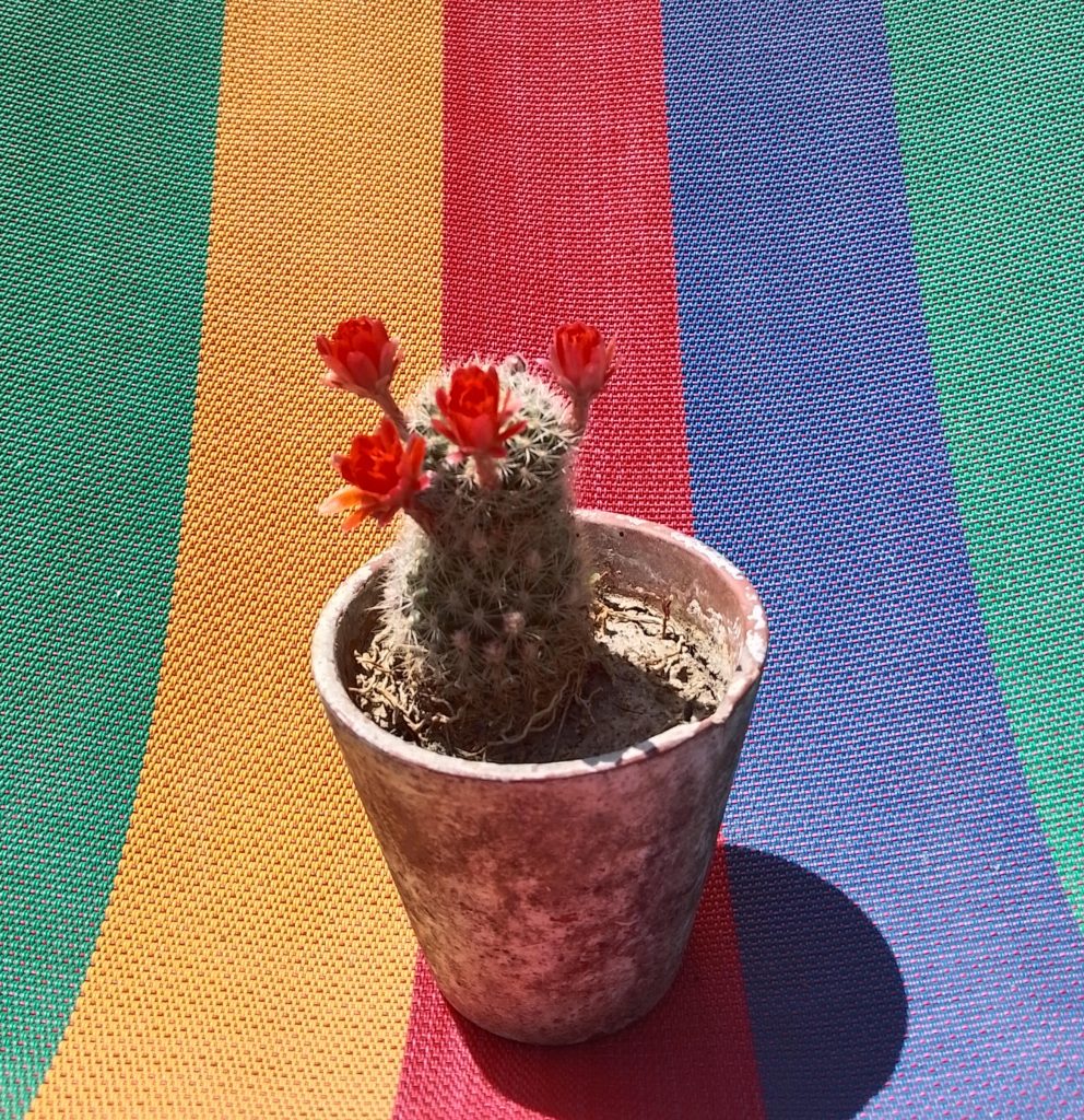 Cactus e career coaching