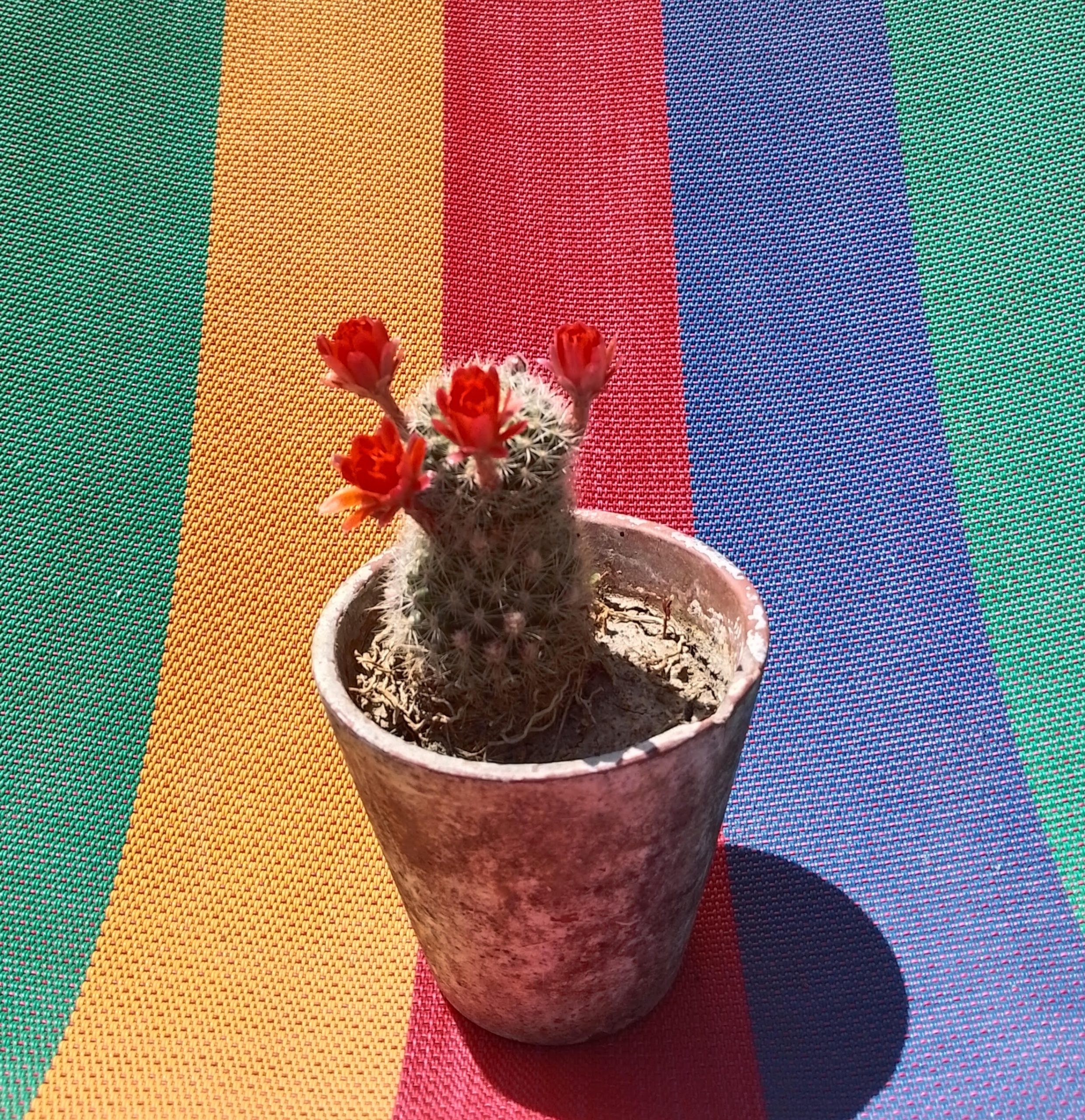 Cactus e career coaching